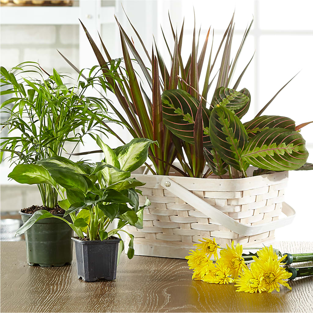 Florist Designed Blooming and Green Plants in a Basket – Lighthouse Florist And Custom Designs, Rochester NY