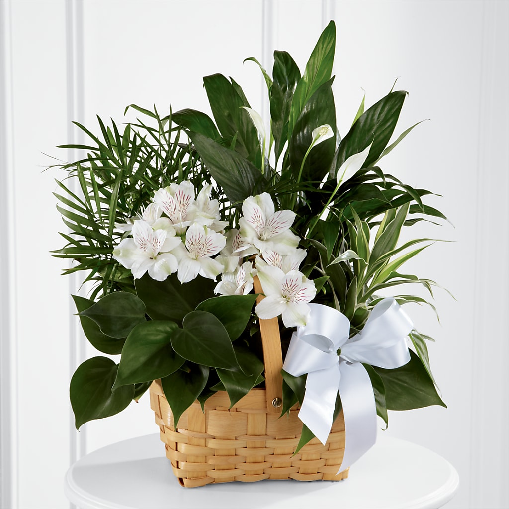 Peace & Serenity Dishgarden – Lighthouse Florist And Custom Designs, Rochester NY