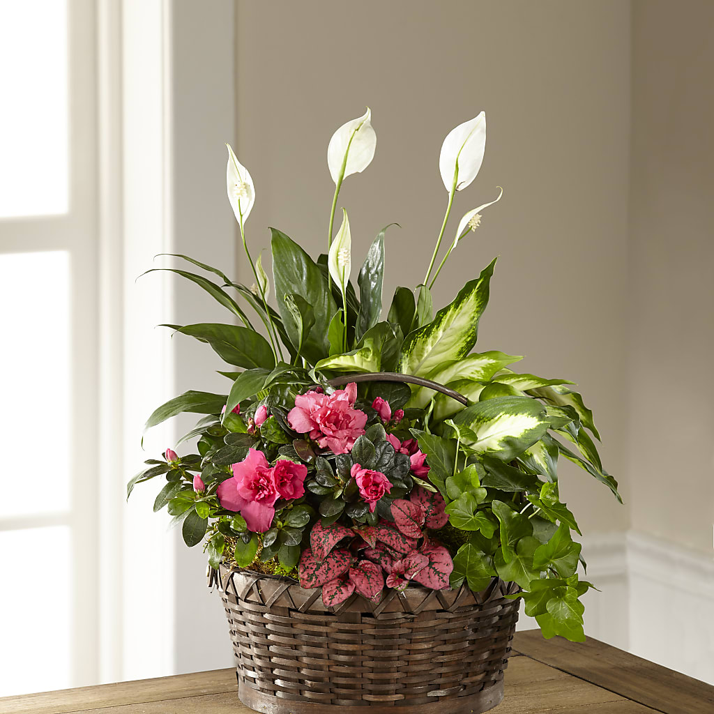 Dream in Pink Dishgarden – Lighthouse Florist And Custom Designs, Rochester NY