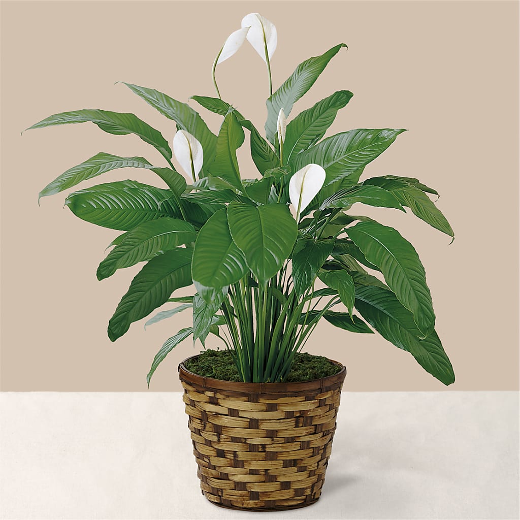 Tranquil Moments Peace Lily Plant – Lighthouse Florist And Custom Designs, Rochester NY
