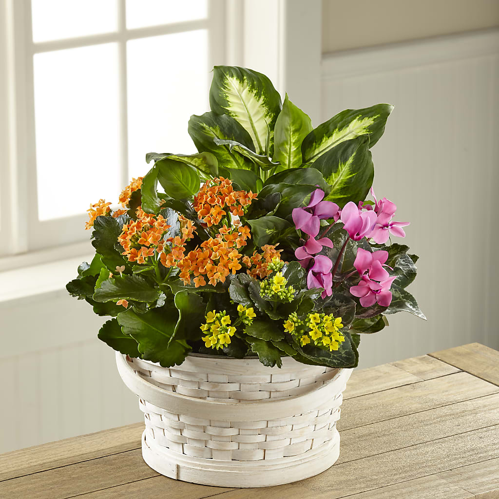 Color Crush Dishgarden – Lighthouse Florist And Custom Designs, Rochester NY