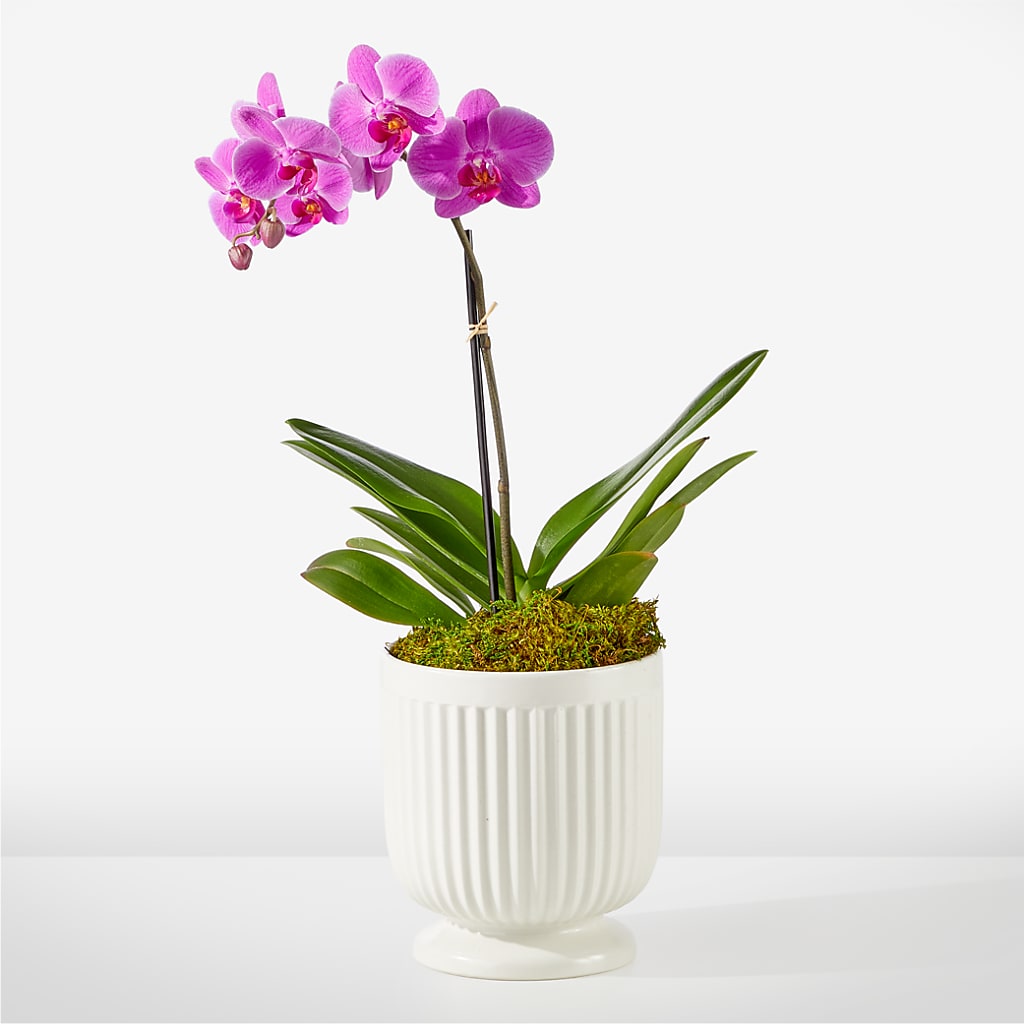 Friendly Fuchsia Orchid – Lighthouse Florist And Custom Designs, Rochester NY