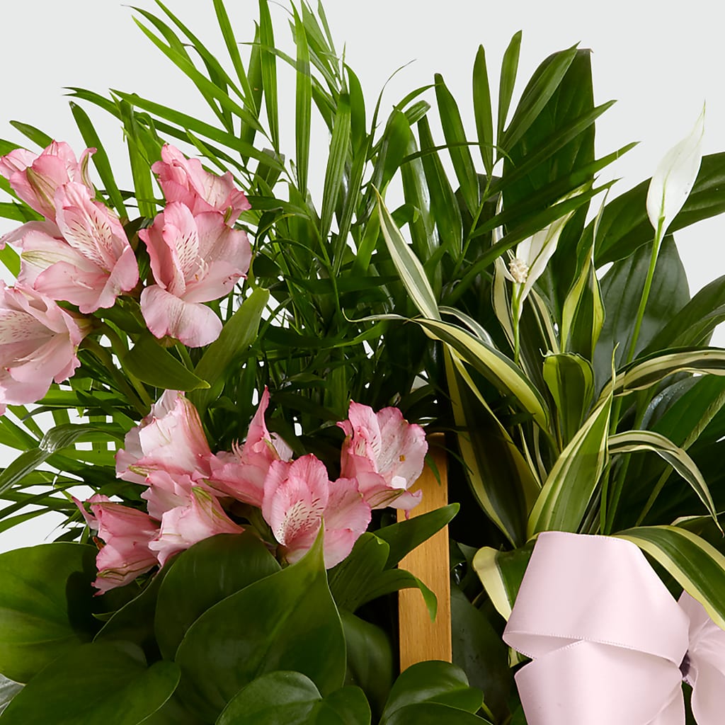 Living Spirit Dishgarden – Lighthouse Florist And Custom Designs, Rochester NY
