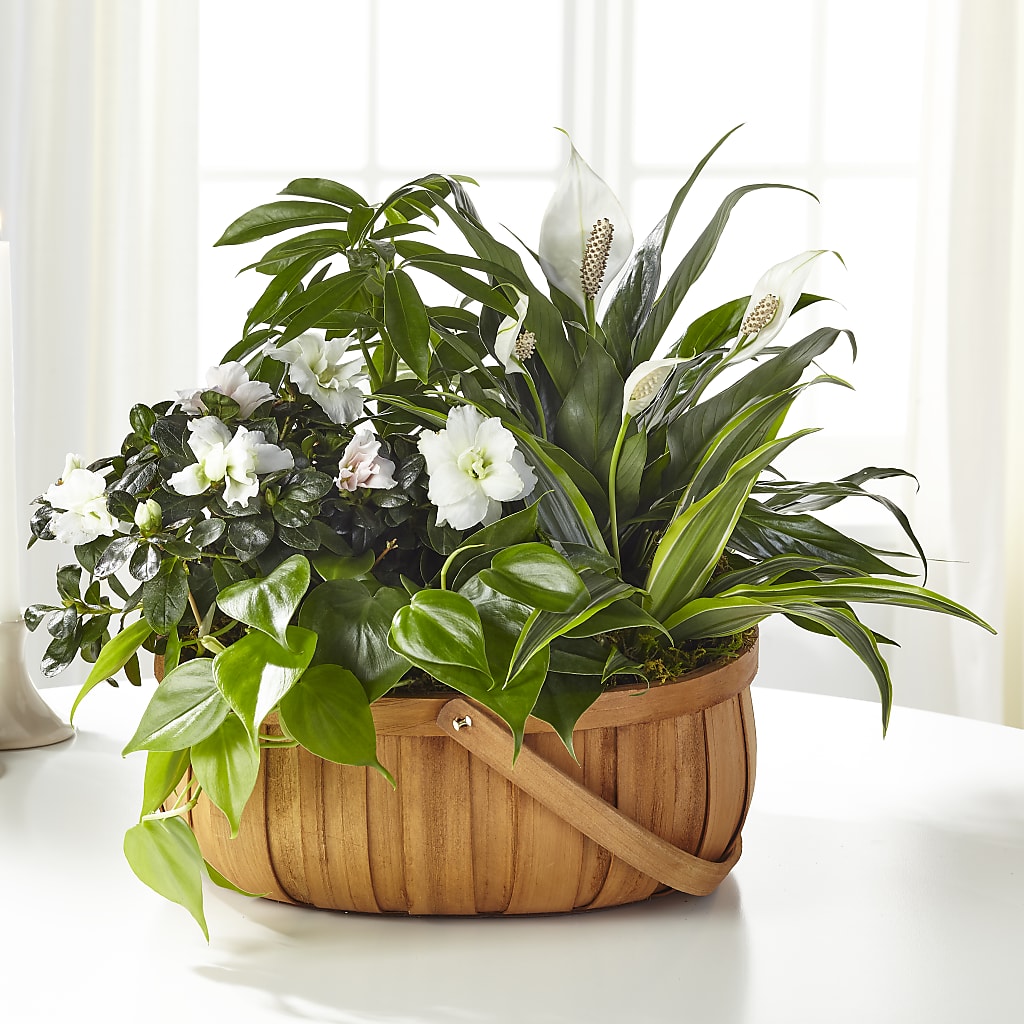 Serene Dishgarden – Lighthouse Florist And Custom Designs, Rochester NY