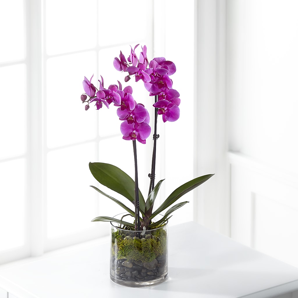 Pink Orchid Plant – Lighthouse Florist And Custom Designs, Rochester NY