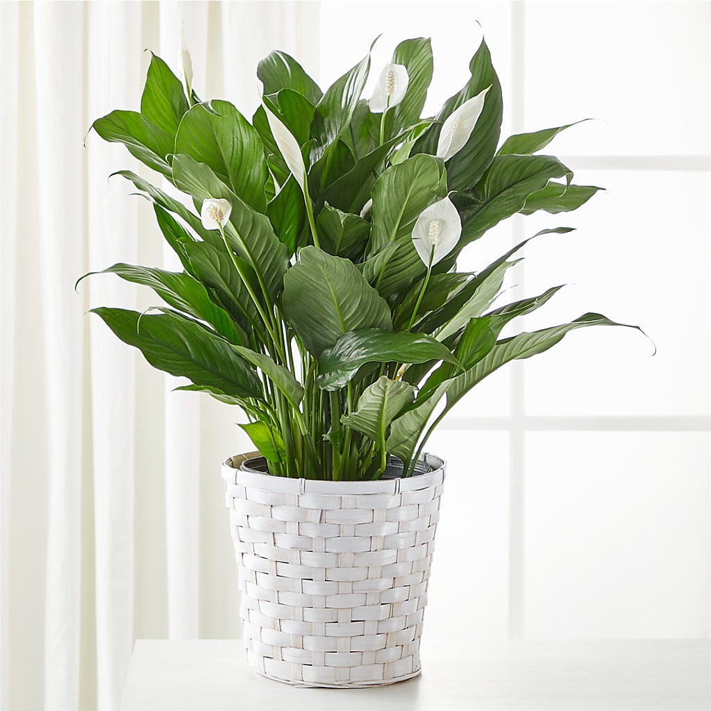 A New Leaf Peace Lily – Lighthouse Florist And Custom Designs, Rochester NY