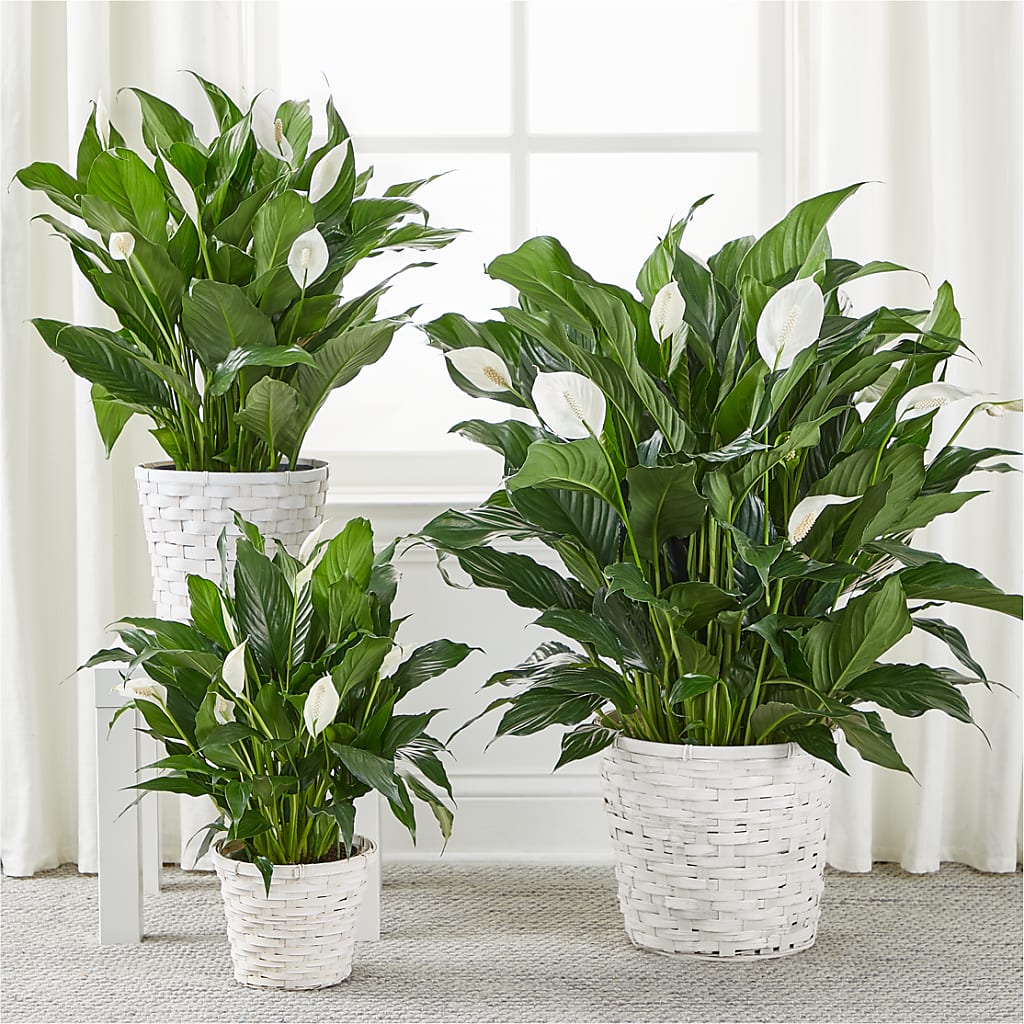 A New Leaf Peace Lily – Lighthouse Florist And Custom Designs, Rochester NY