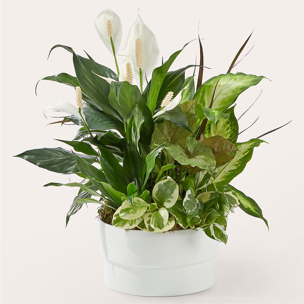 Radiating Positivity Dishgarden – Lighthouse Florist And Custom Designs, Rochester NY