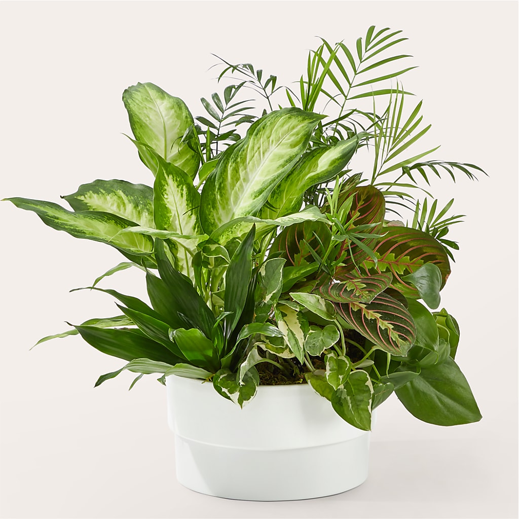 Radiating Positivity Dishgarden – Lighthouse Florist And Custom Designs, Rochester NY