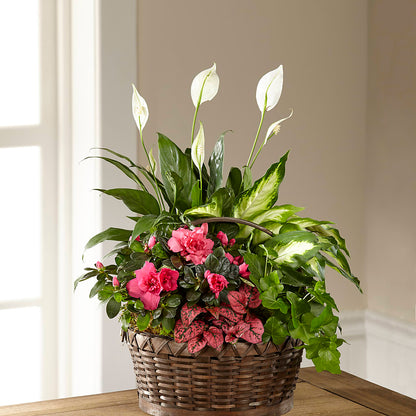 Dream in Pink Dishgarden –  Lighthouse Florist And Custom Designs, Rochester NY