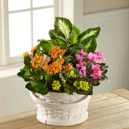 Color Crush Dishgarden –  Lighthouse Florist And Custom Designs, Rochester NY