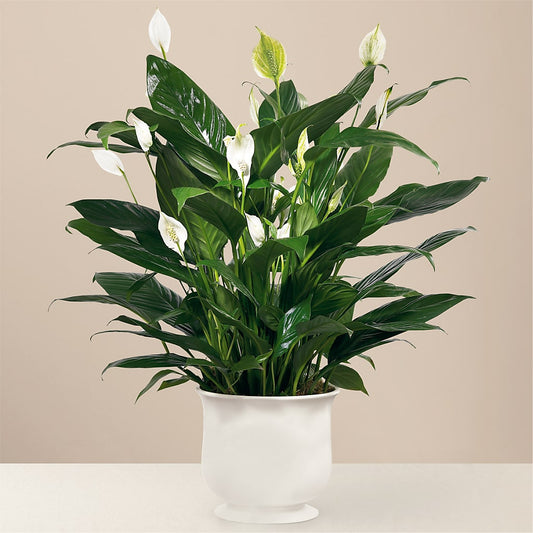 Comfort Planter –  Lighthouse Florist And Custom Designs, Rochester NY