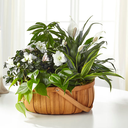 Serene Dishgarden –  Lighthouse Florist And Custom Designs, Rochester NY