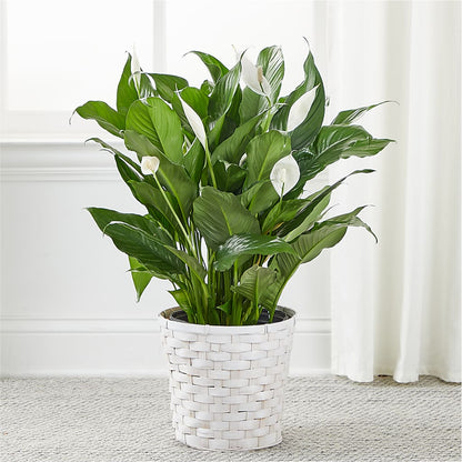 A New Leaf Peace Lily –  Lighthouse Florist And Custom Designs, Rochester NY