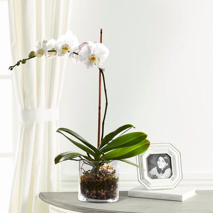 White Orchid Planter –  Lighthouse Florist And Custom Designs, Rochester NY