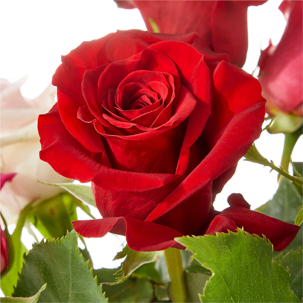 Love Notes Rose Bouquet –  Lighthouse Florist And Custom Designs, Rochester NY